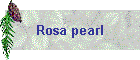 Rosa pearl